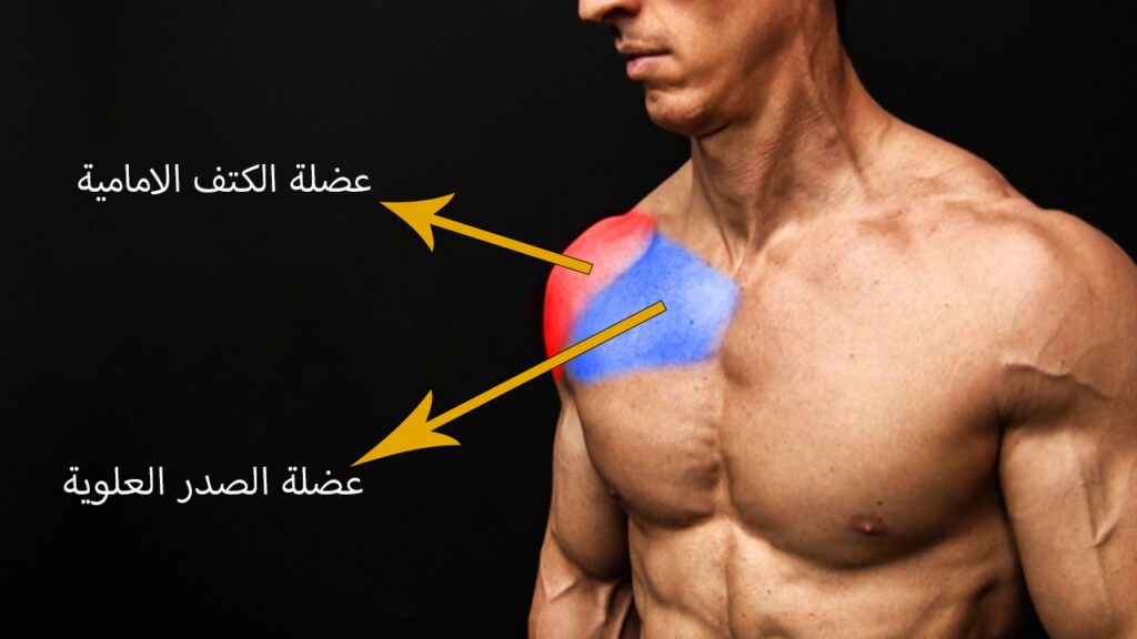 اقوى 5 تمارين صدر علوي