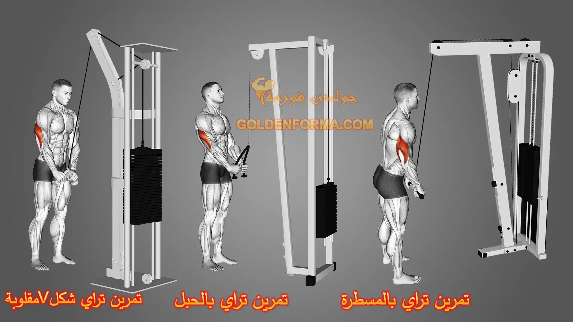 تمرين تراي بالكابل - Cable Push-Down