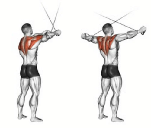 تمرين الكتف بالكابل Cable Rear Delt Fly  تمارين كتف خلفي