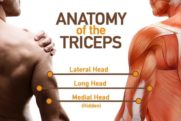 التشريح العضلي لعضلة الترايسيبس