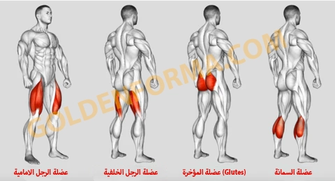 تشريح عضلات الرجل