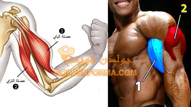 التشريح العضلي للذراع