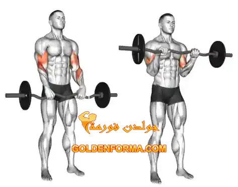 تبادل بالبار مسكة عكسية – Reverse-grip Bar Curl