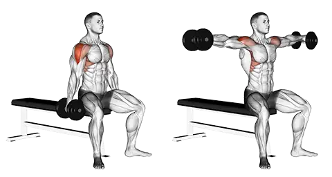 تمرين الرفرفة الجانبية دمبل بوضع الجلوس Seated Lateral Raise 