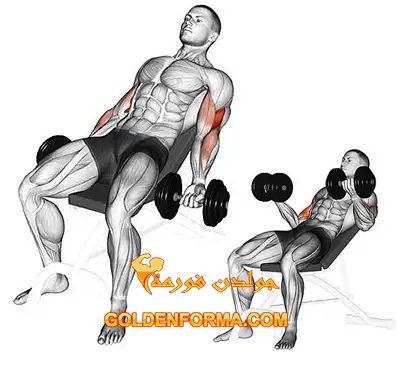 تمرين تبادل دمبل بنش مائل  _ Incline Bicep Curl