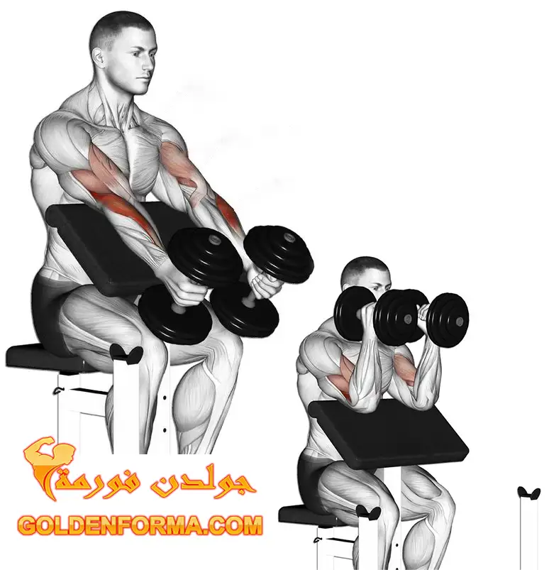 تمرين تبادل هامر جهاز الحصان - Biceps curl preacher