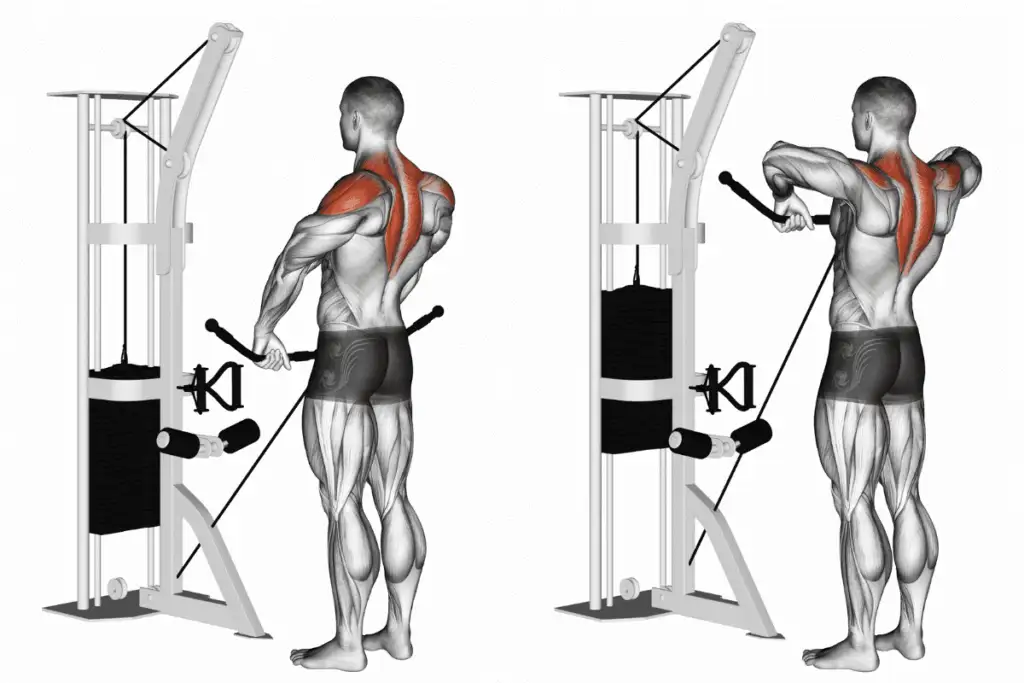 تمرين سحب البار على الجهاز Cable Upright Rows 