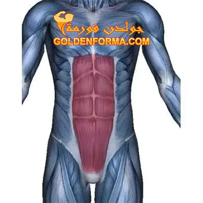 1- عضلة Rectus Abdominis