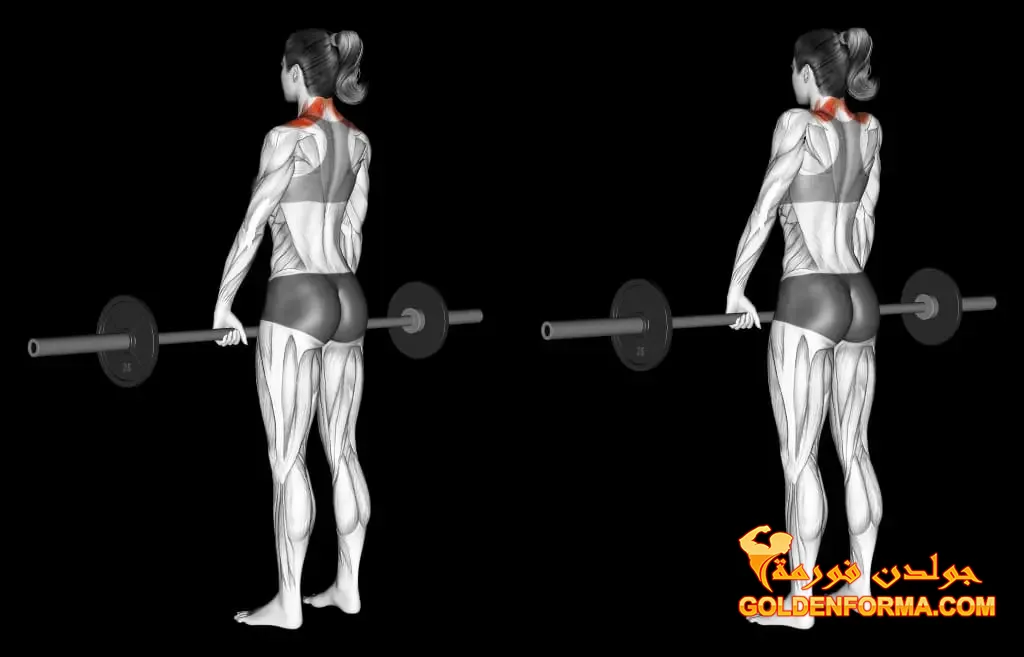 14 . تمرين الترابيس – barbell shrug تمارين الظهر في الجيم