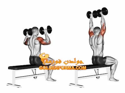 تمرين تجميع كتف بالدمبل - Seated Dumbbell Shoulder Press تمارين الكتف بالدمبل