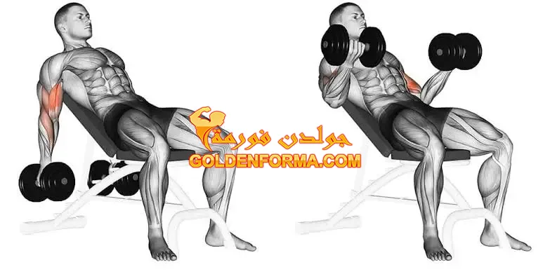 2 .  تمرين مرجحة الباي المائل بالدامبل- Incline Bench Dumbbell Curl  - تمرين ظهر وباي