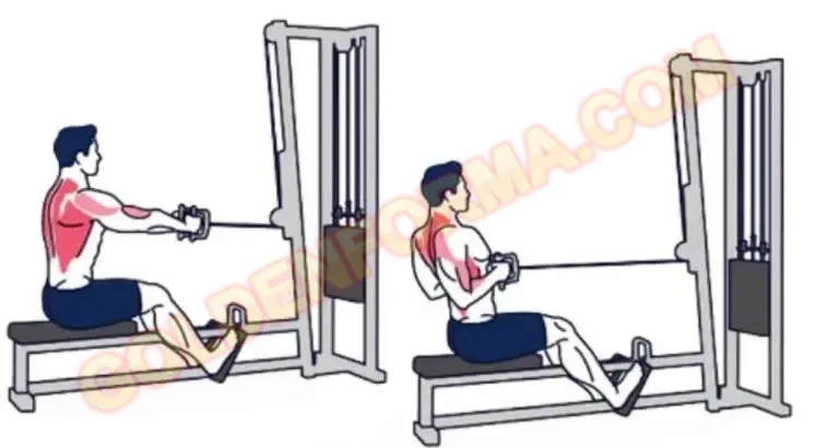 2 .  جهاز السحب الأرضي - seated cable row   اجهزة تمارين الظهر