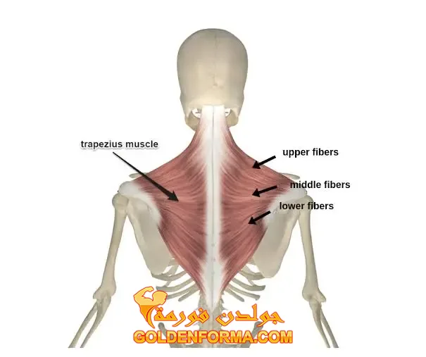 2 .  عضلة الظهر العلوية - Trapezius  تشريح عضلات الظهر