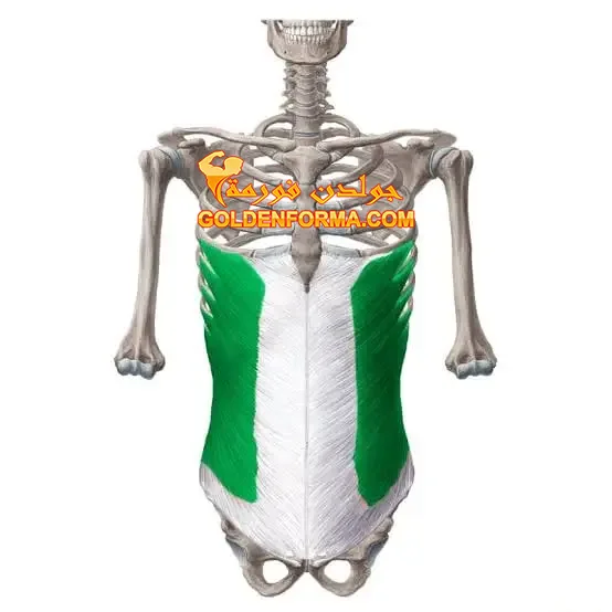 2- عضلة External Abdominal Obliques