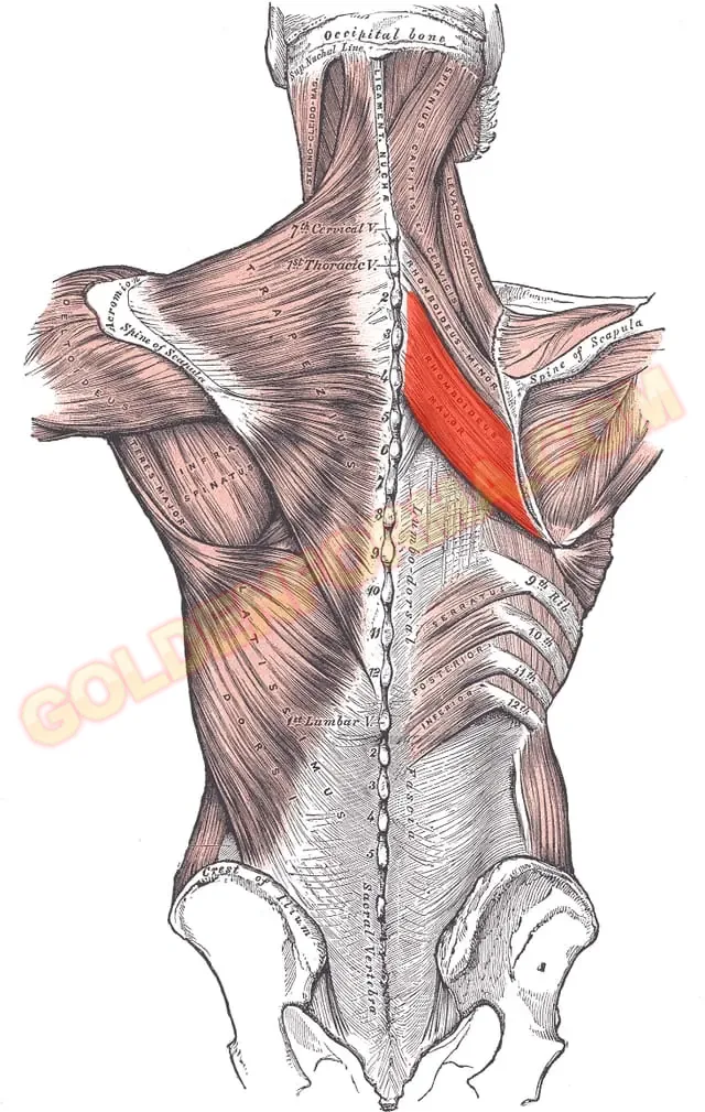 3 . عضلة الظهر الوسطى أو الرومبويد - Rhomboid  تشريح عضلات الظهر