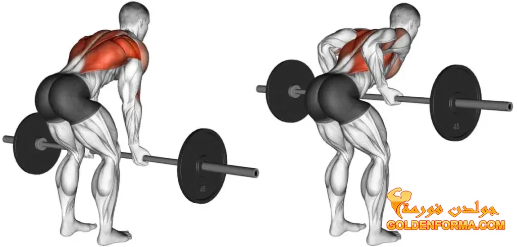 3-  تمرين سحب البار بالقبضة المعكوسة - Reverse grip barbell bent row - تمرين ظهر وباي