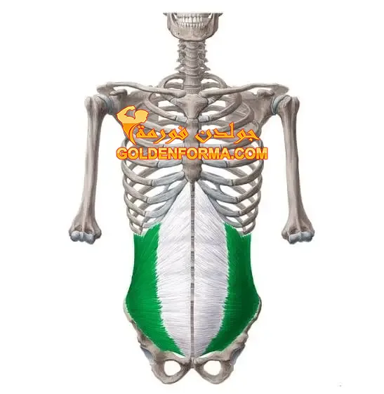 3- عضلة Internal Abdominal Oblique