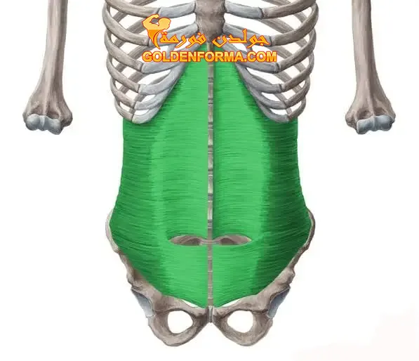 4- عضلة الـ Transverse Abdominis 