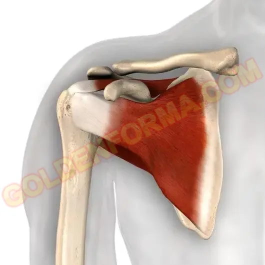 5 .  الكفة المدورة - rotator cuff  تشريح عضلات الظهر