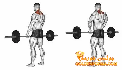 6 . تمرين ترباس بالبار - barbell shrug تمارين ظهر بالبار