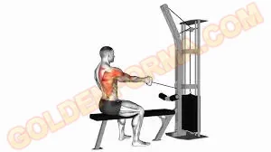 6 .  جهاز سحب المقبض على الكيبل بيد واحدة - single arm cable row  اجهزة تمارين الظهر