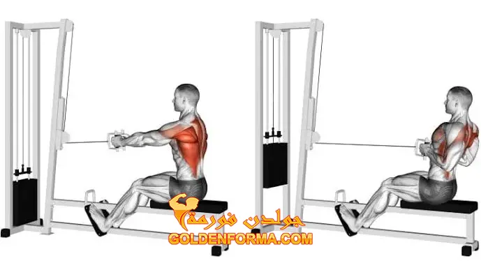 7 . تمرين الكابل أثناء الجلوس - seated cable row  - تمرين ظهر وباي