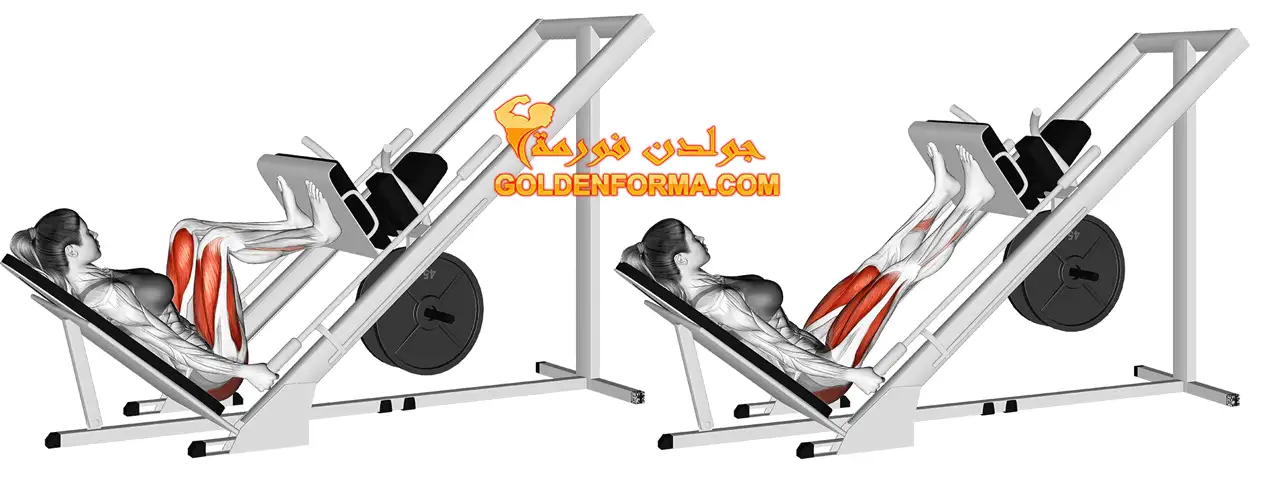 7-  تمرين ضغط على الجهاز - leg press  