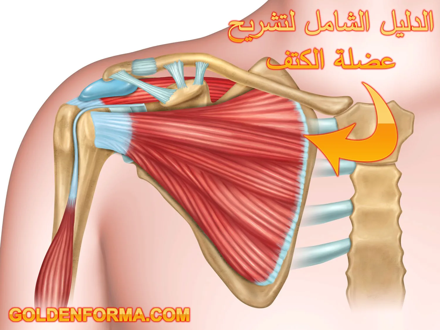 الدليل الشامل لتشريح عضلة الكتف 1