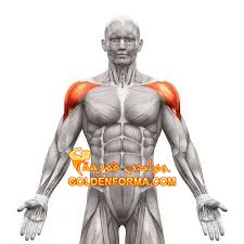 العضلات الدالية الأمامية Anterior Deltoid