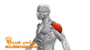 العضلات الدالية الجانبية Lateral Deltoid