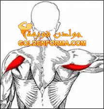 العضلات الدالية الجانبية Lateral Deltoid