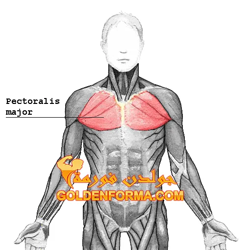 العضلة الصدرية Pectoralis Major