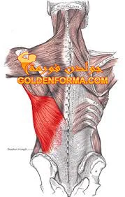 العضلة العريضة الظهرية Latissimus Dorsi