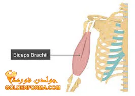 العضلة العضدية ذات الرأسين Biceps Brachii