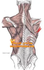 العضلة الكبيرة المدورة Teres Major