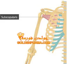 العضلة المثلثية تحت الكتف Subscapularis