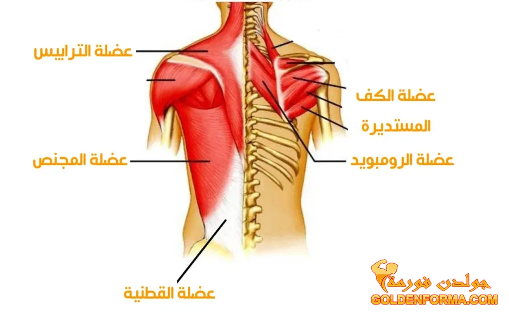 تشريح عضلات الظهر وكيف تستهدف كل عضلة بشكل صحيح 1