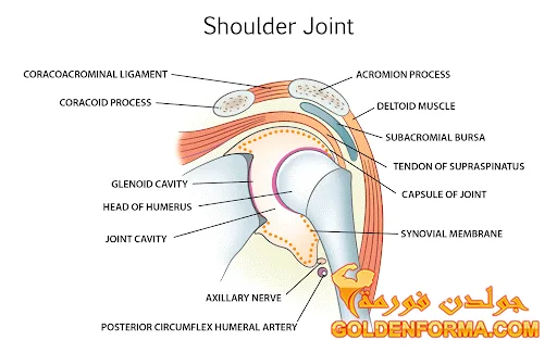 تشريح مفصل الكتف Shoulder Joint