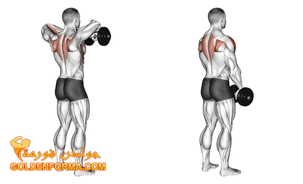 تمرين upright rows تمارين الكتف بالدمبل