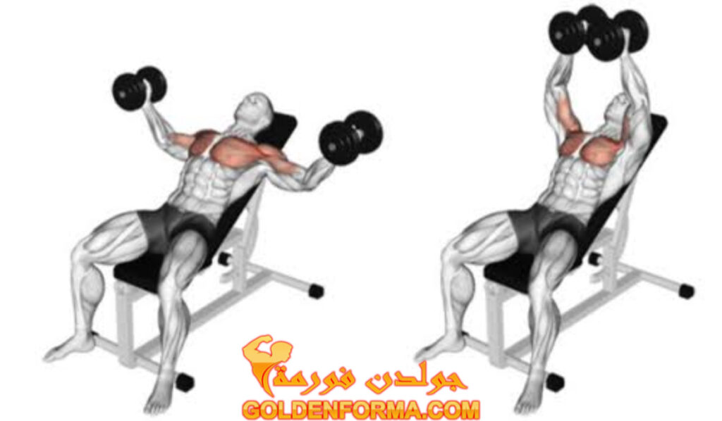 تمرين التفتيح للصدر العالي على الدكة - Dumbbell Incline Chest Flyes نظام برو سبليت 