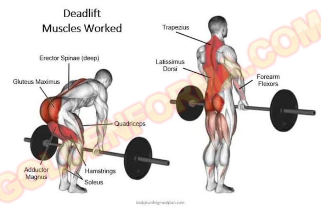  تمرين الديد ليفت بالبار - Barbell Deadlift نظام برو سبليت 