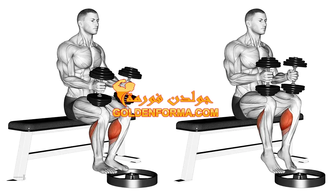 تمرين رجل للمبتدئين - تمرين السمانة بالدمبل من الجلوس Seated Calf Raise