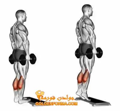 تمرين السمانة بالدمبلز - Calf raises with dumbbells