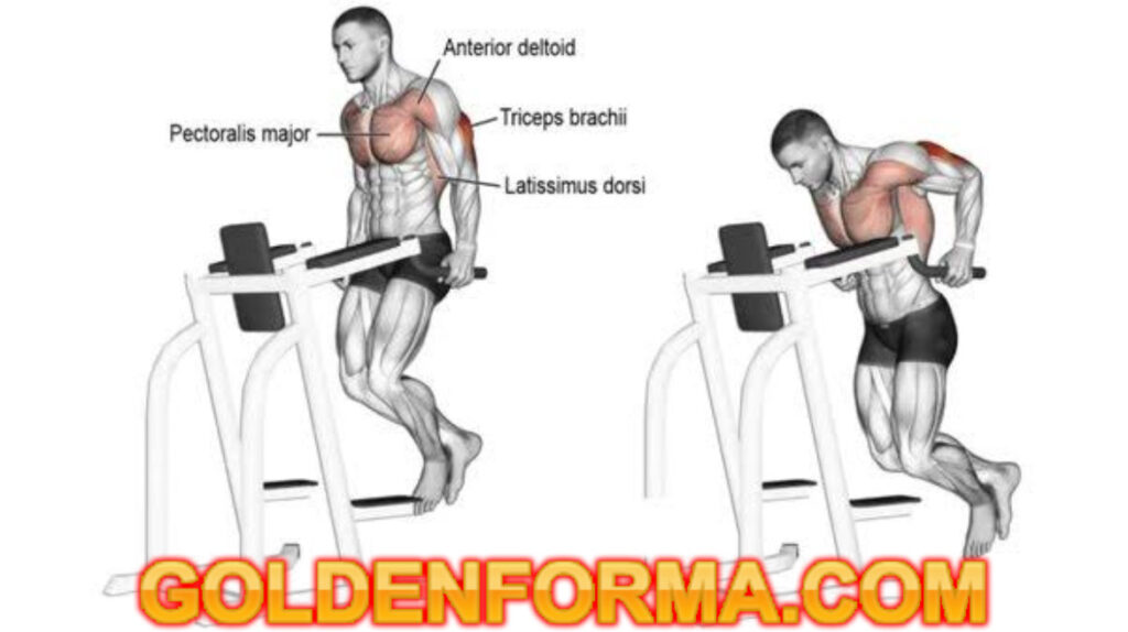 تمرين الصدر السفلي المتوازي - Dips Machine (Chest) نظام برو سبليت 