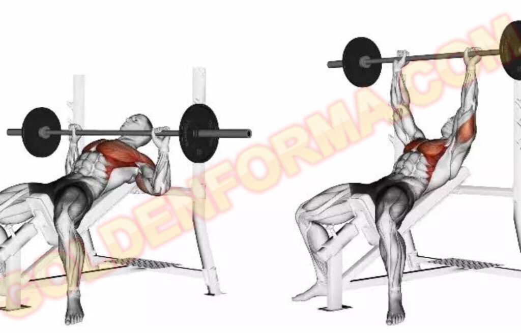  تمرين الصدر العالي بالبار - Barbell Incline Chest Press نظام برو سبليت