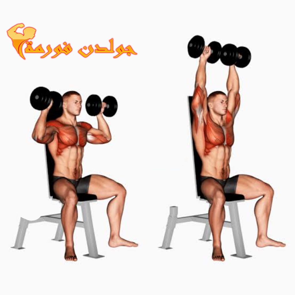 تمرين الكتف الامامي بالدامبل - Dumbbell Shoulder Press نظام برو سبليت