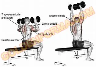 تمرين الكتف الامامي بالدامبل - Dumbbell Shoulder press  جدول تمارين Upper Lower