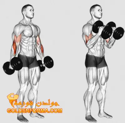 تمرين الهامر كيرل - DUMBBELL HAMMER CURL