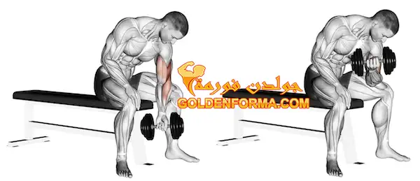 تمرين باي تركيز بالدمبل - The Dumbbell Concentration Curl