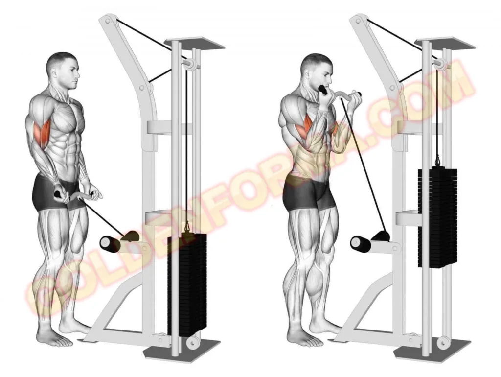 تمرين باي مسطرة على الكابل - Biceps curl Cable   جدول تمارين Upper Lower